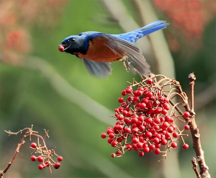 bird photography