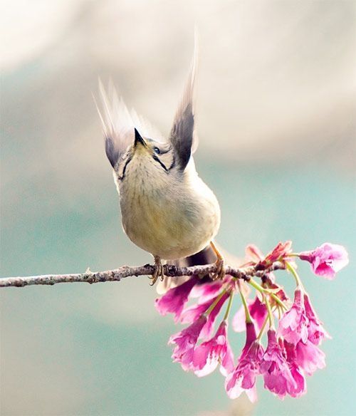 bird photography