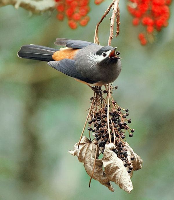 bird photography