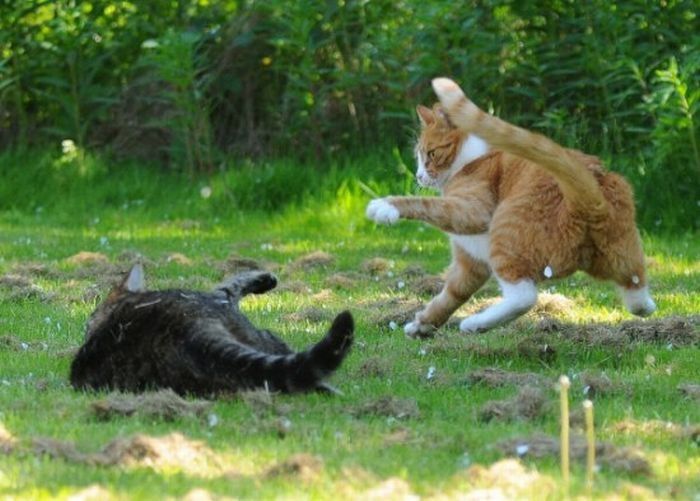 cat fight