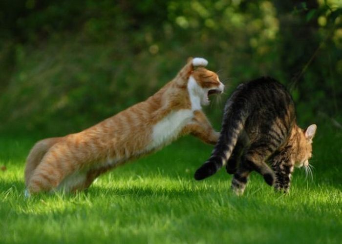 cat fight