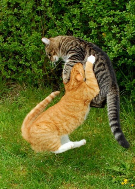 cat fight