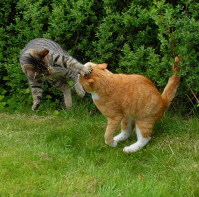 cat fight