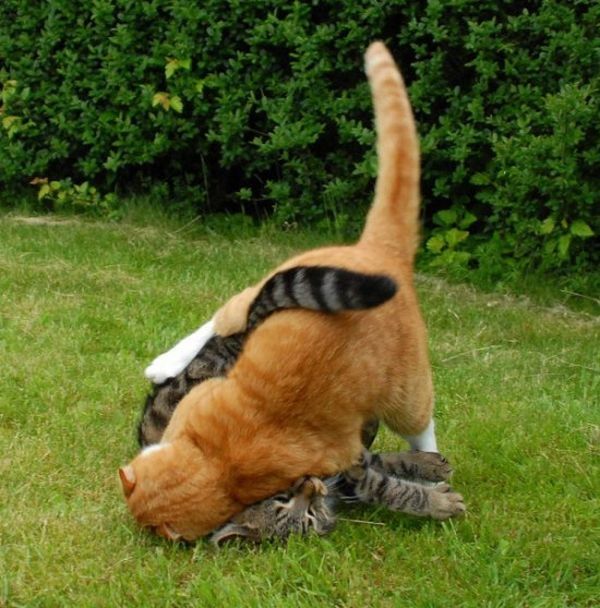 cat fight