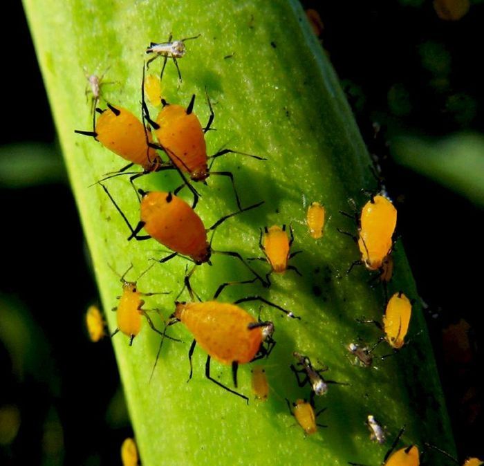 orange color animals