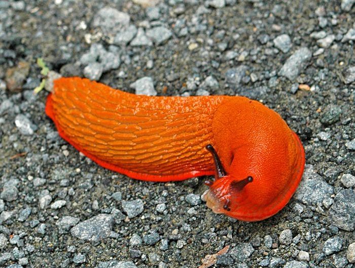 orange color animals