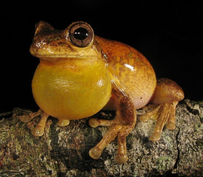 orange color animals