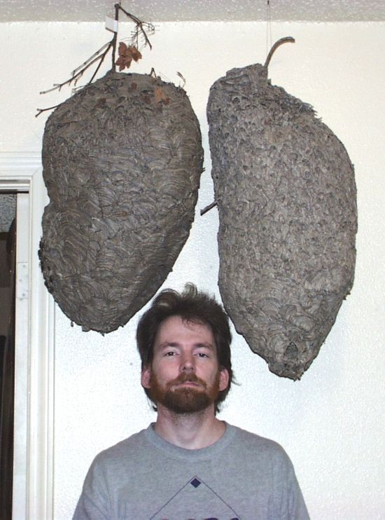 Wasp nest collection by Terry Prouty