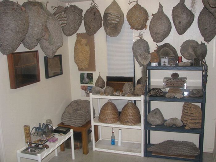 Wasp nest collection by Terry Prouty