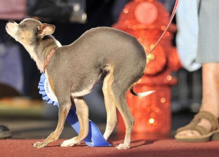 World's Ugliest Dog Contest 2010, Petaluma, California, United States