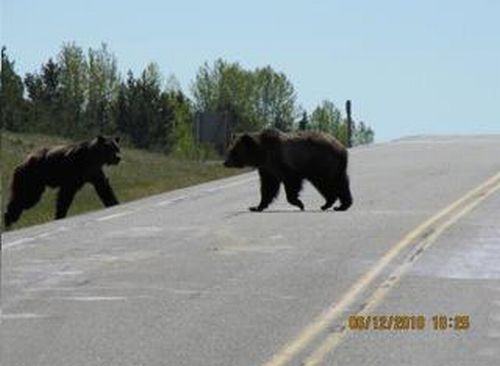 bears on the road