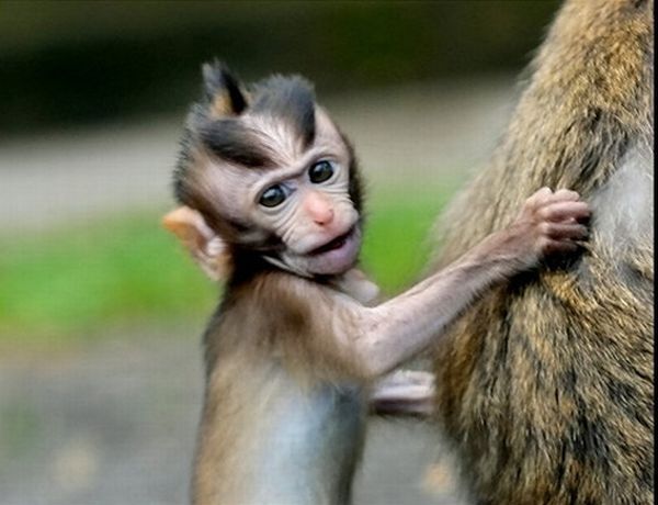 monkey with mohawk
