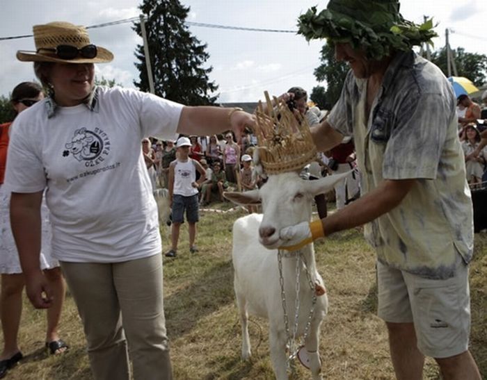 Goat beauty contest, Lithuania