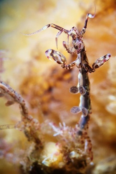 Underwater life, White Sea