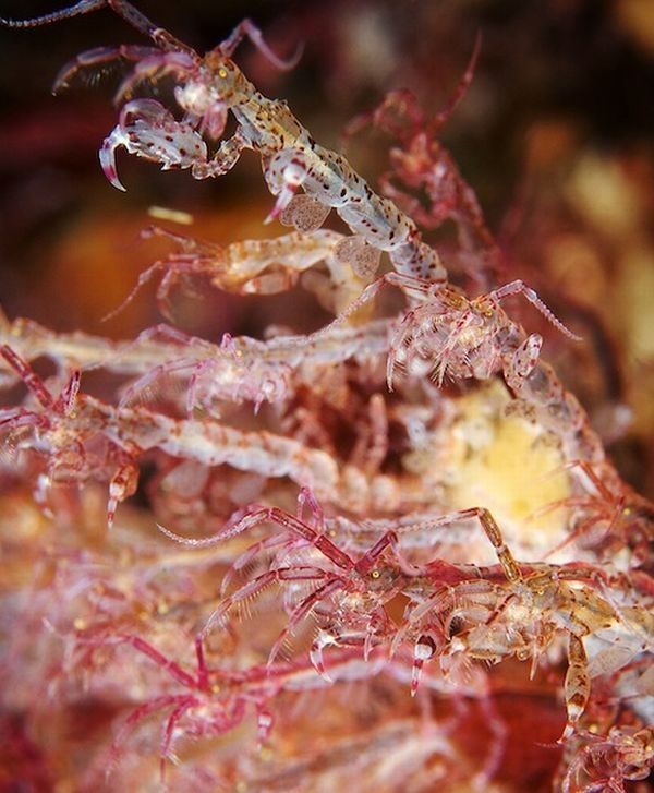 Underwater life, White Sea