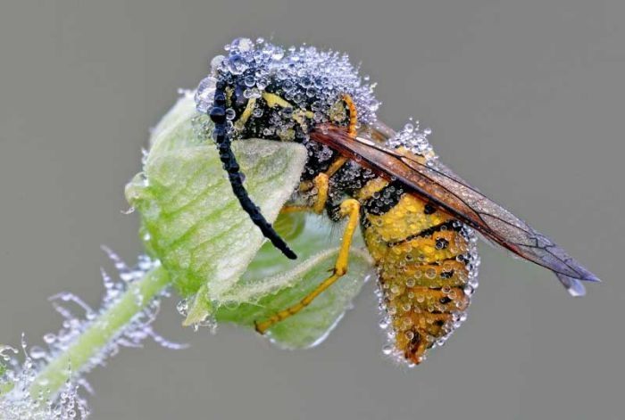 insect macro photography