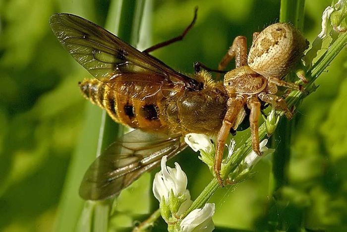 insect macro photography