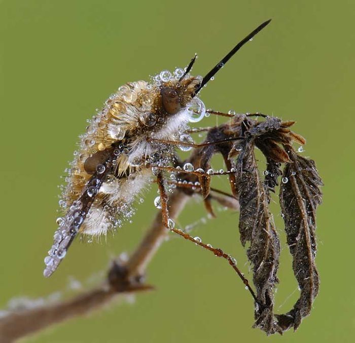 insect macro photography