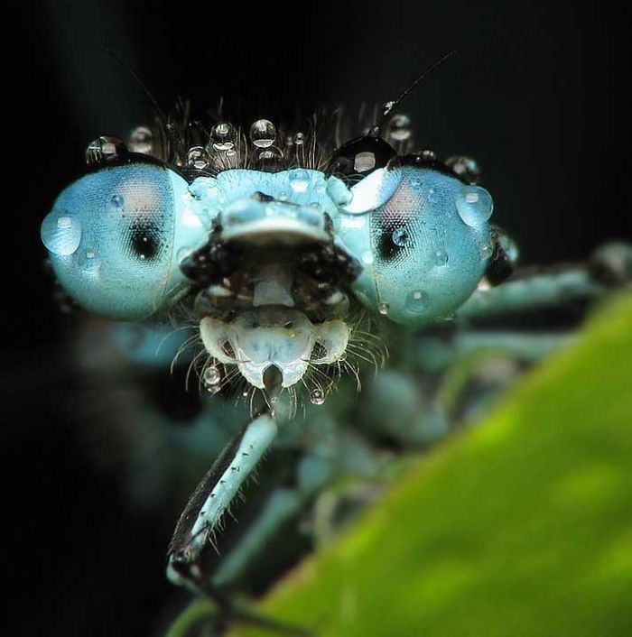 insect macro photography