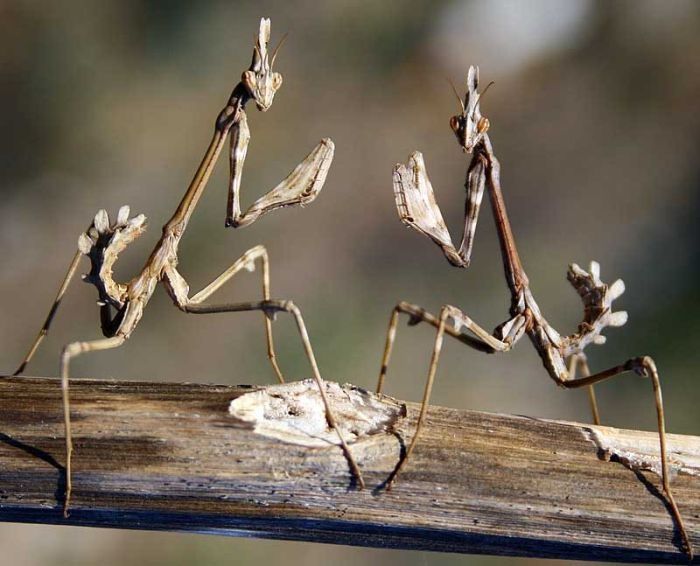 insect macro photography