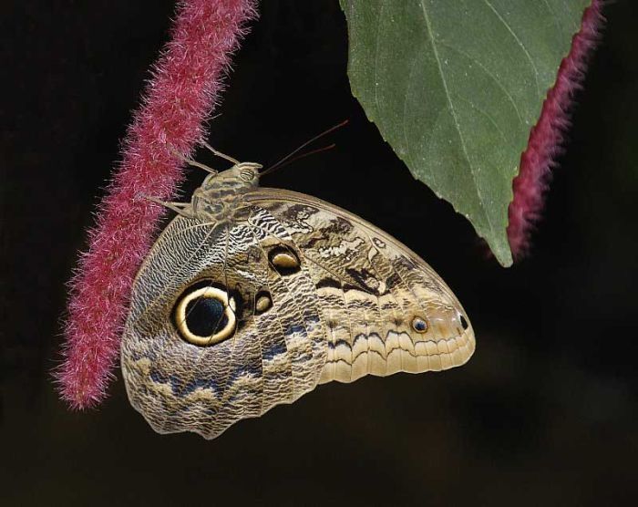 insect macro photography