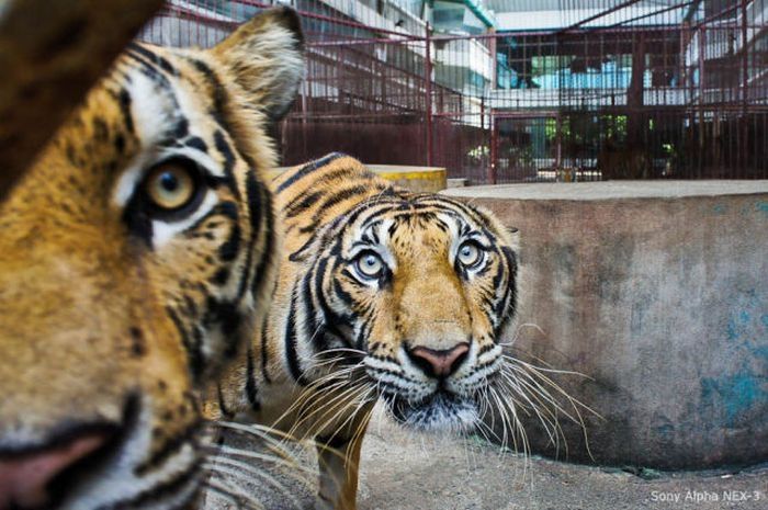 Tiger farm, Thailand