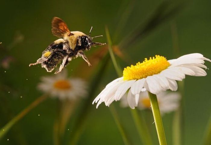 High speed animal photography by Scott Linstead