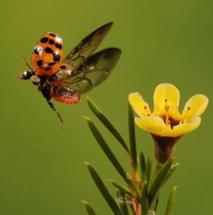 High speed animal photography by Scott Linstead