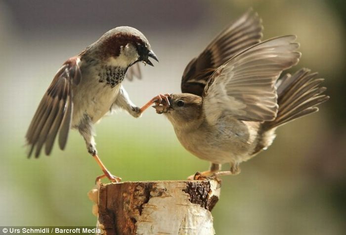 fighting birds