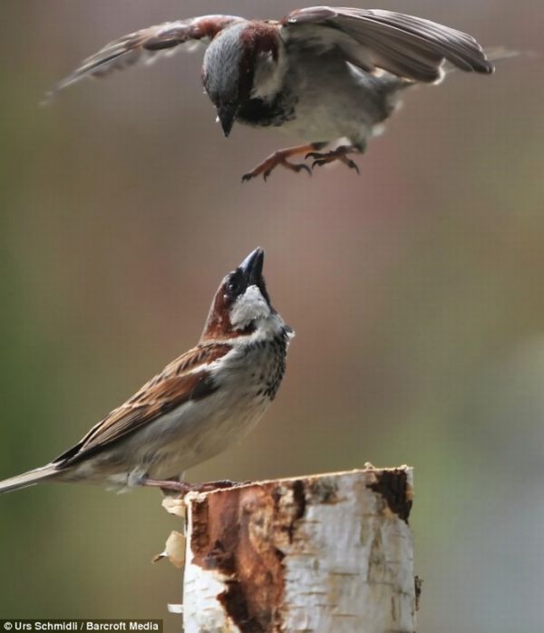 fighting birds