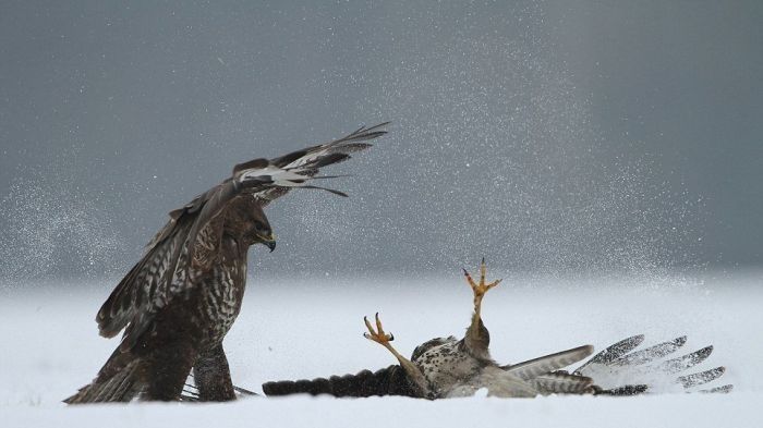 fighting birds