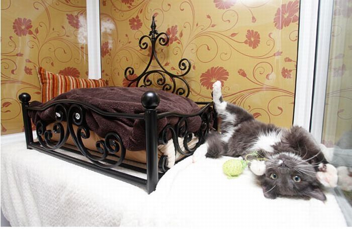 Luxury feline hotel, United Kingdom