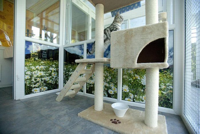 Luxury feline hotel, United Kingdom