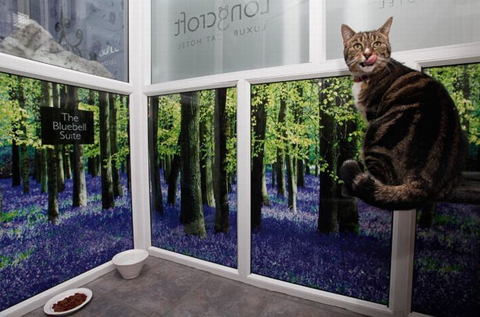 Luxury feline hotel, United Kingdom