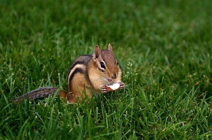 squirrel in action