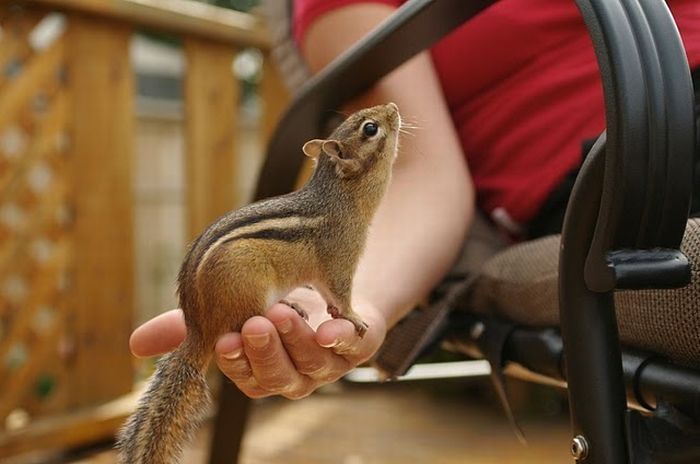 squirrel in action