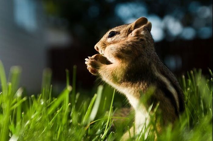 squirrel in action