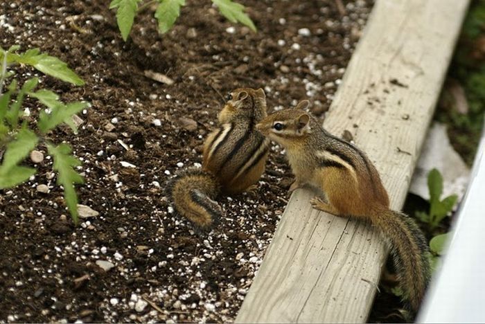 squirrel in action