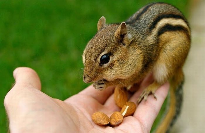 squirrel in action