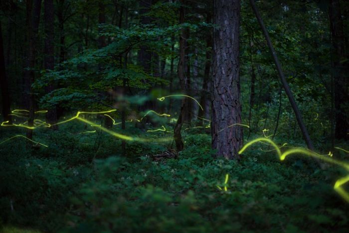fireflies in the night