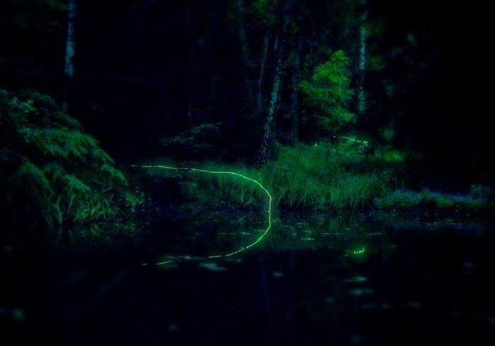 fireflies in the night