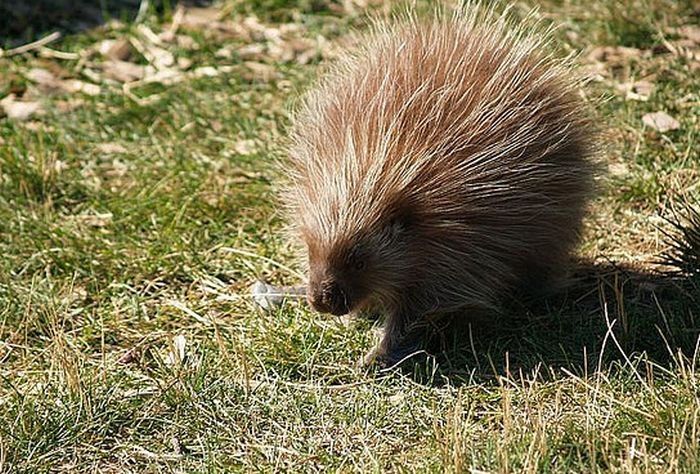 baby porcupine