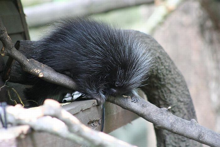 baby porcupine