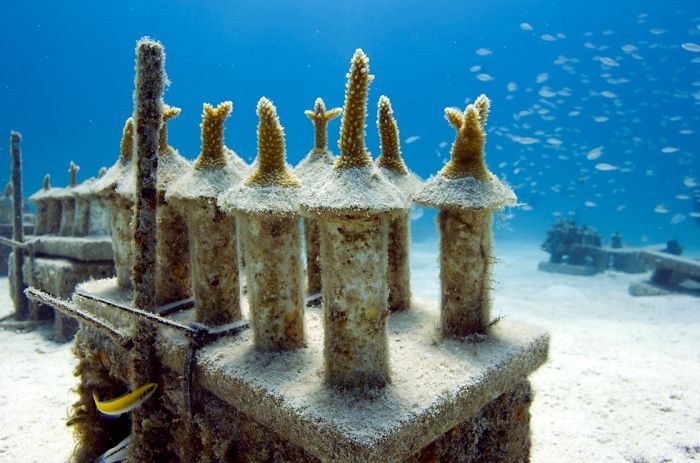 Coral reefs, Key Largo, Florida, United States