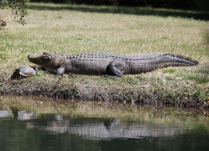 turtle and crocodile friends