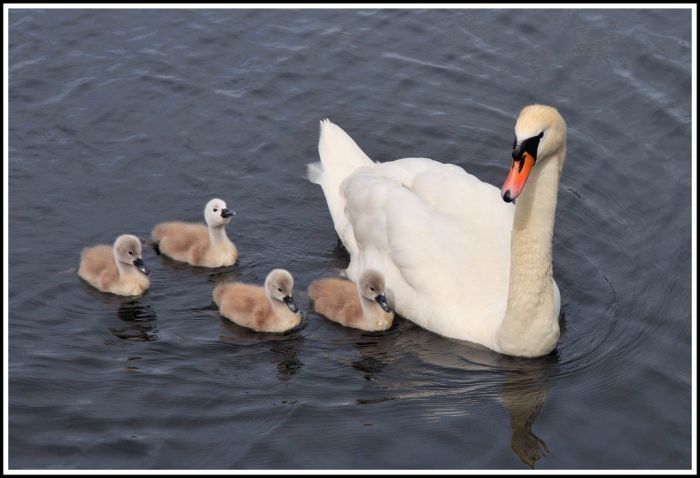 cygnets, young swans