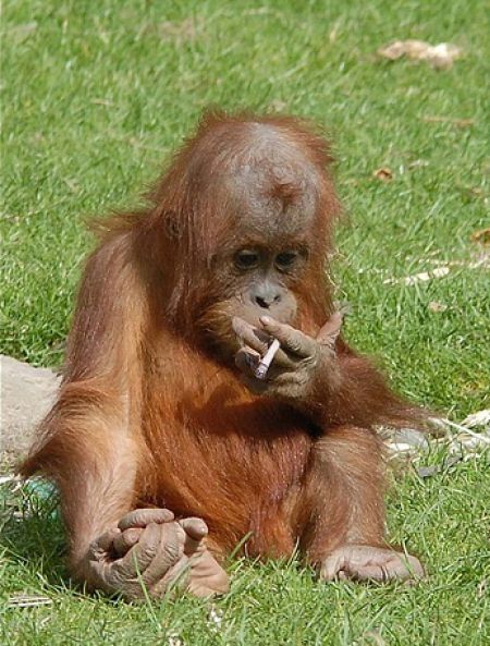 smoking monkey