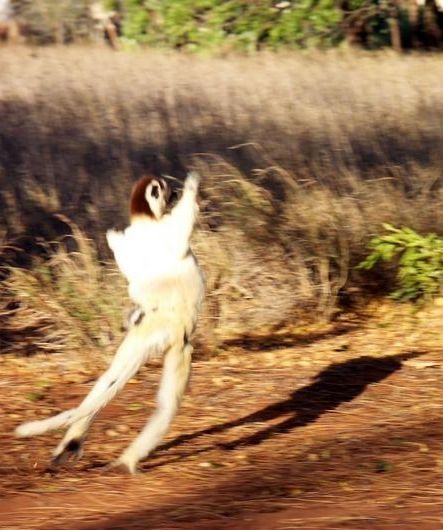 dancing lemurs