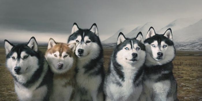 Portraits of dogs by Tim Flach