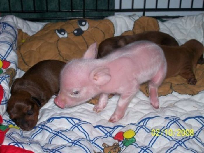 dachshund adopts a little pig